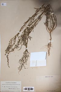 Herbarium sheet of P 4991946